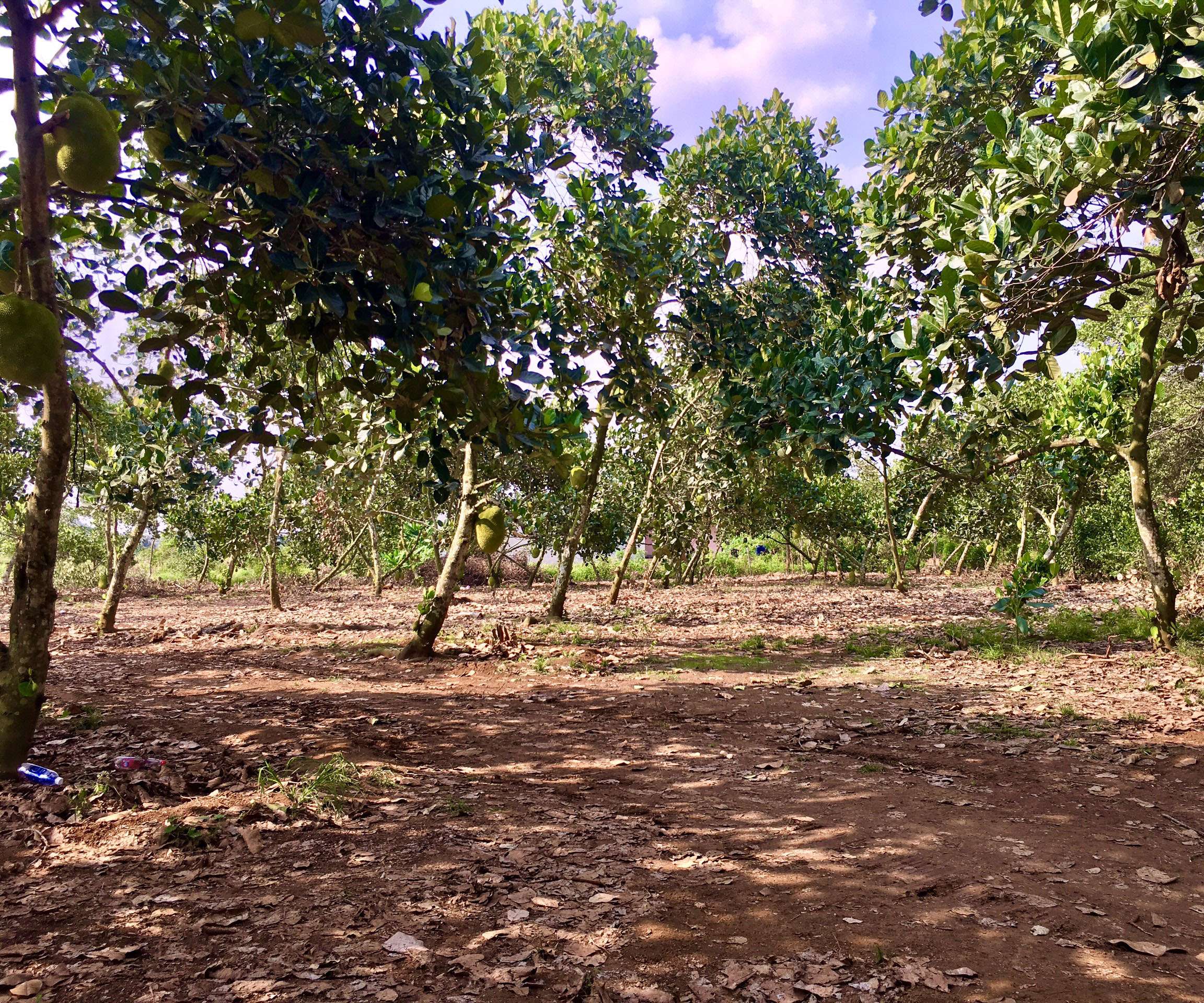 D112 - (11,557 tỷ) Bán vườn trái cây 2 mặt tiền gần 200m tại trung tâm xã Bảo Bình, Cẩm Mỹ, ĐN