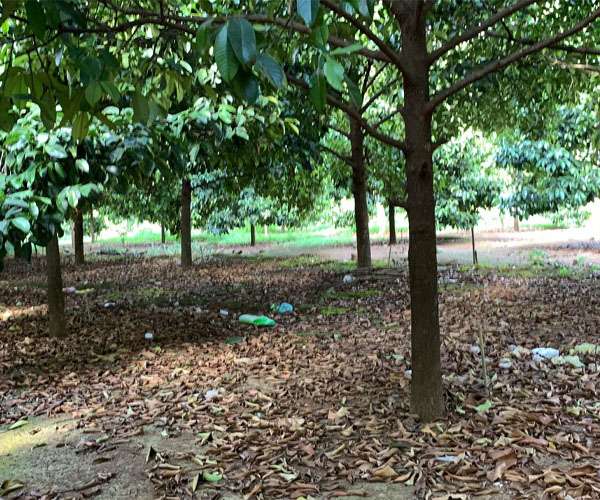 N050 - Bán vườn trái cây 1971m2 view trực diện hồ Xà Bang tuyệt đẹp, giá tốt đã có sẵn 100 thổ cư nằm ngay bên khu sinh thái Cacao Park rất thích hợp để kinh doanh homestay, thiết kế nhà vườn nghỉ dưỡng tại Xà Bang, Châu Đức, BRVT giá 8.7 tỷ